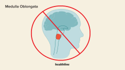 Medulla Oblongata Not Found logo